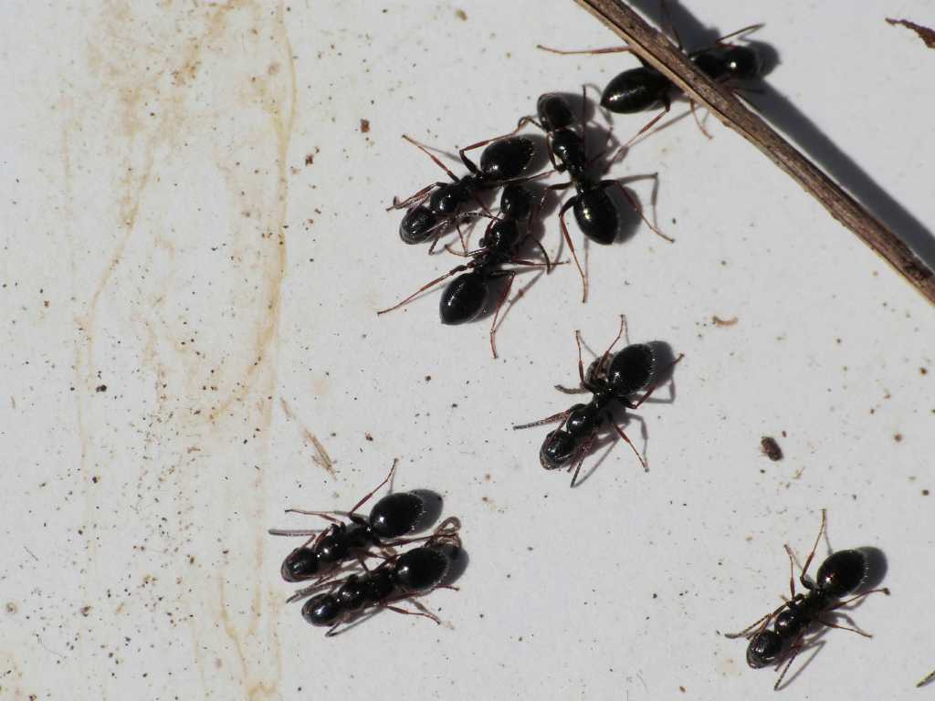 Camponotus piceus - Ostia (RM)